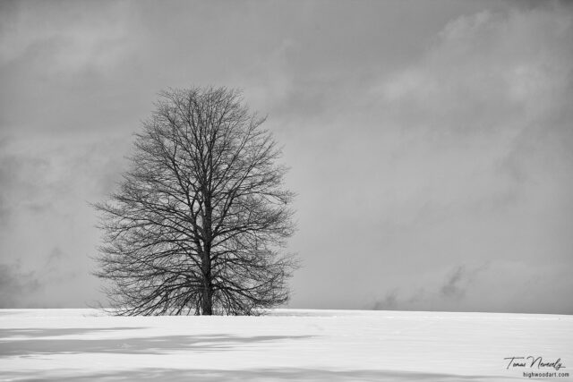 Solitary tree in winter landscape