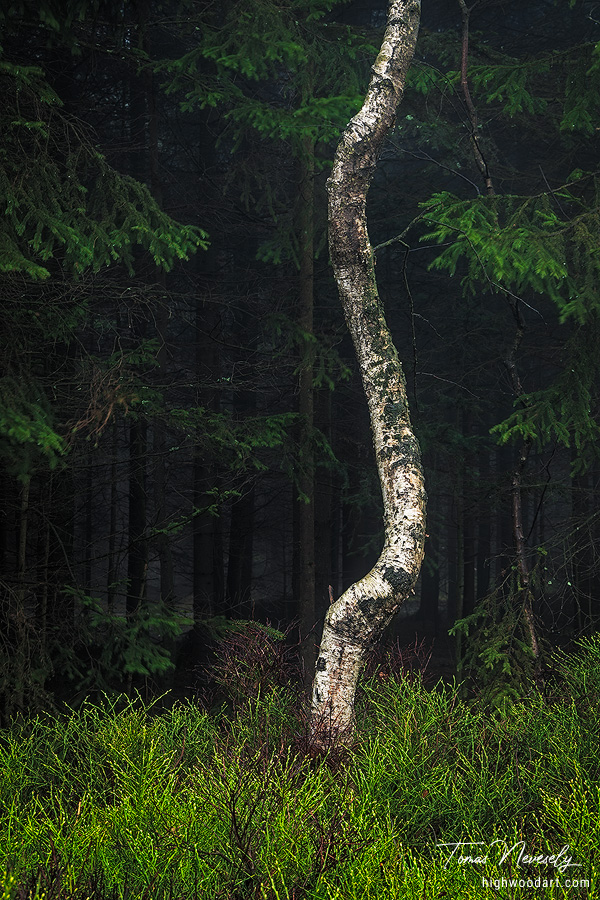 Serpentine tree in enchanted forest