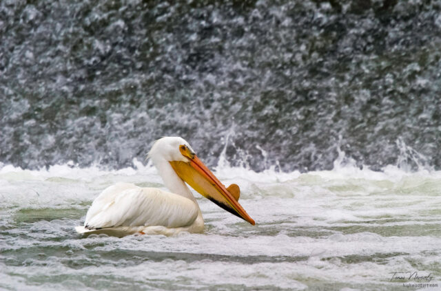 White pelican on the water